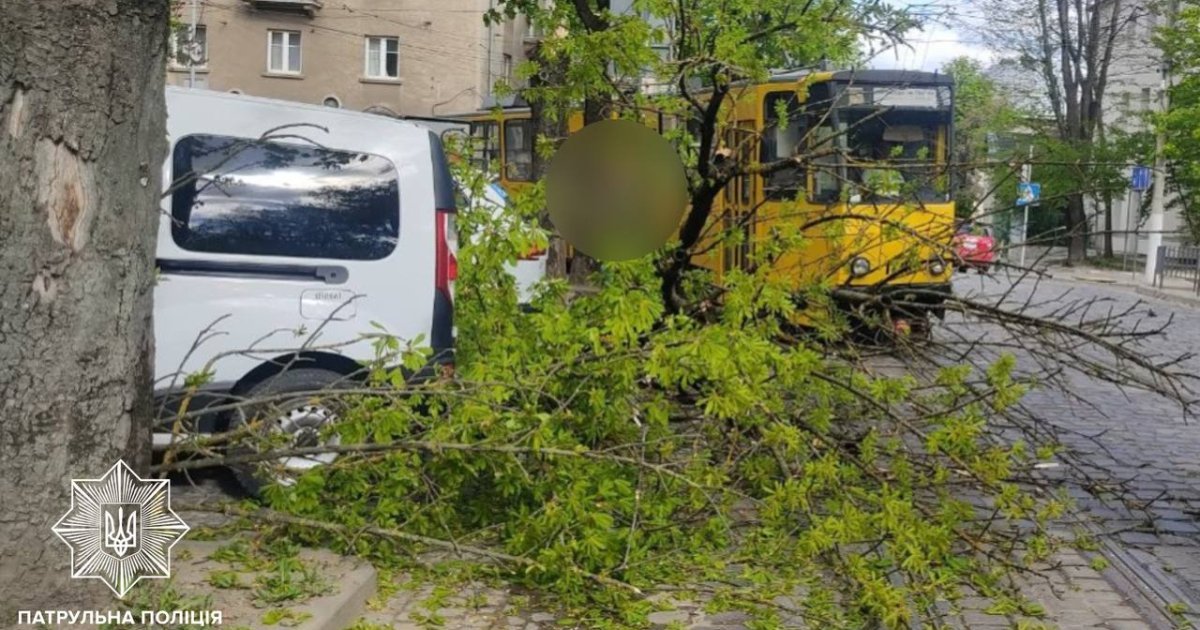 Буревій у Львові зупинив трамваї через повалене дерево на вул. Мельника, пошкоджено автомобілі