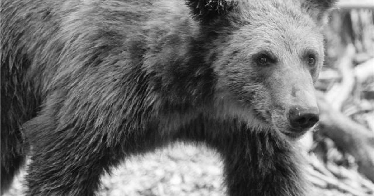 На Львівщині у притулку "Домажир" помер ведмідь через пухлину