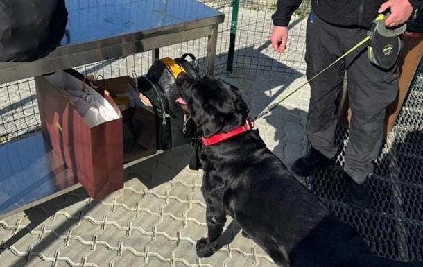 Службовий пес виявив майже 4 мільйони гривень у багажі мешканки Закарпаття