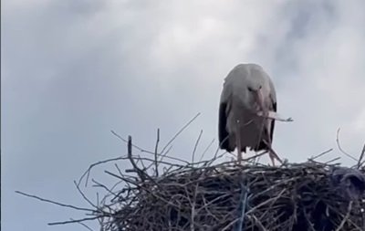 На Вінниччині небайдужі громадяни допомагають самотньому лелеці у висиджуванні яєць