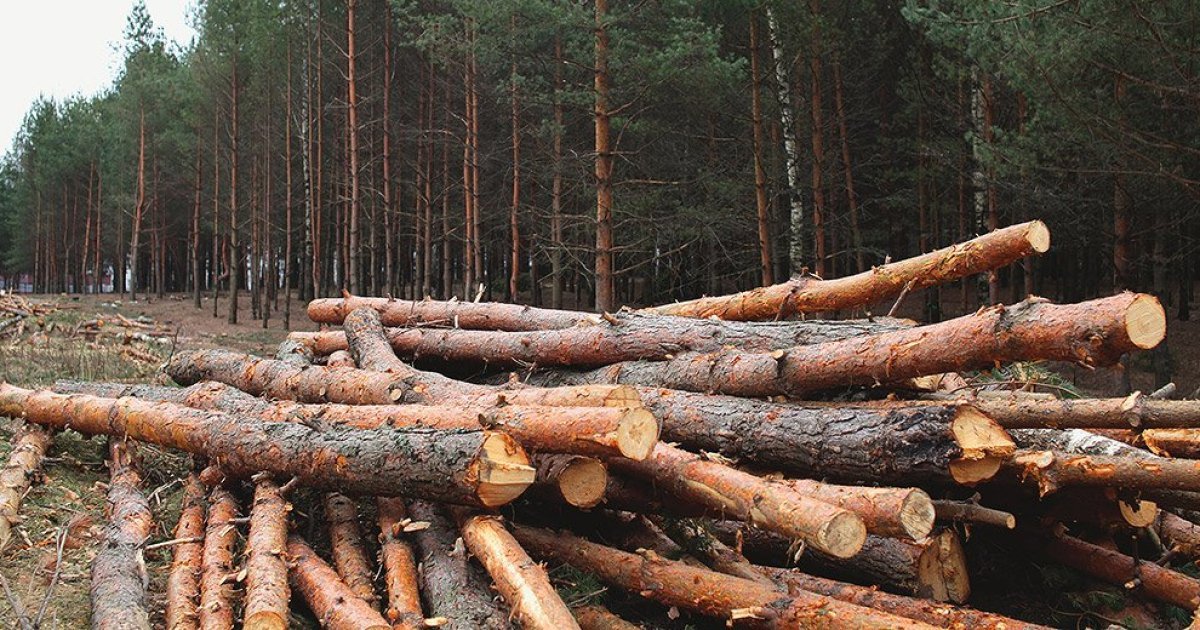 Суд зобов'язав ДП “Ліси України” виплатити понад 1 млн грн двом громадам Львівщини