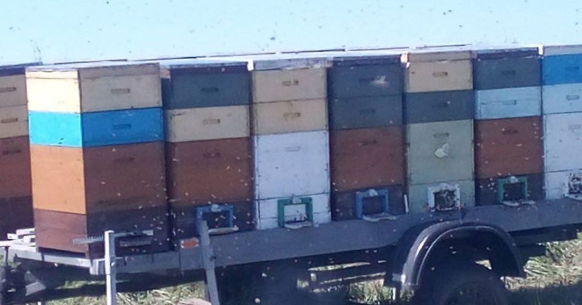 У Городківському районі мати врятувала дітей від нападу бджіл, але потрапила до реанімації