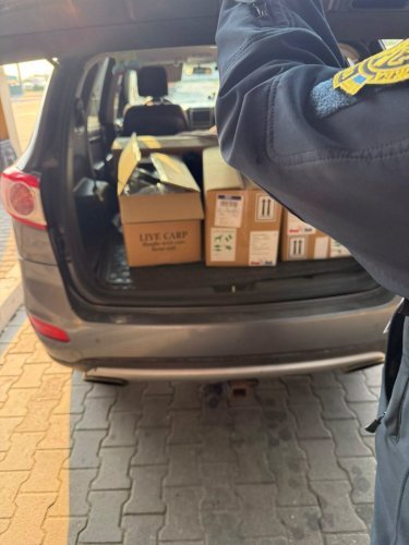 В Україну намагались протиправно ввезти понад сто декоративних рибок через пункт пропуску у Краківці