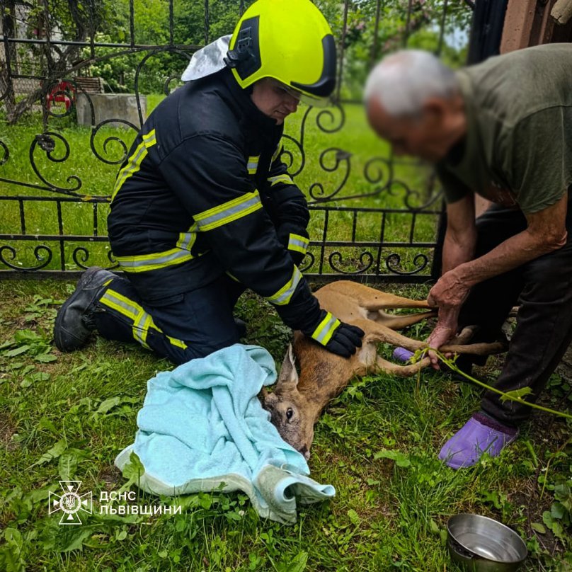 На Львівщині рятівники звільнили козулю, застряглу у металевому паркані