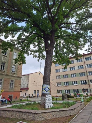 У Стрию відзначили 100-річчя дуба біля училища