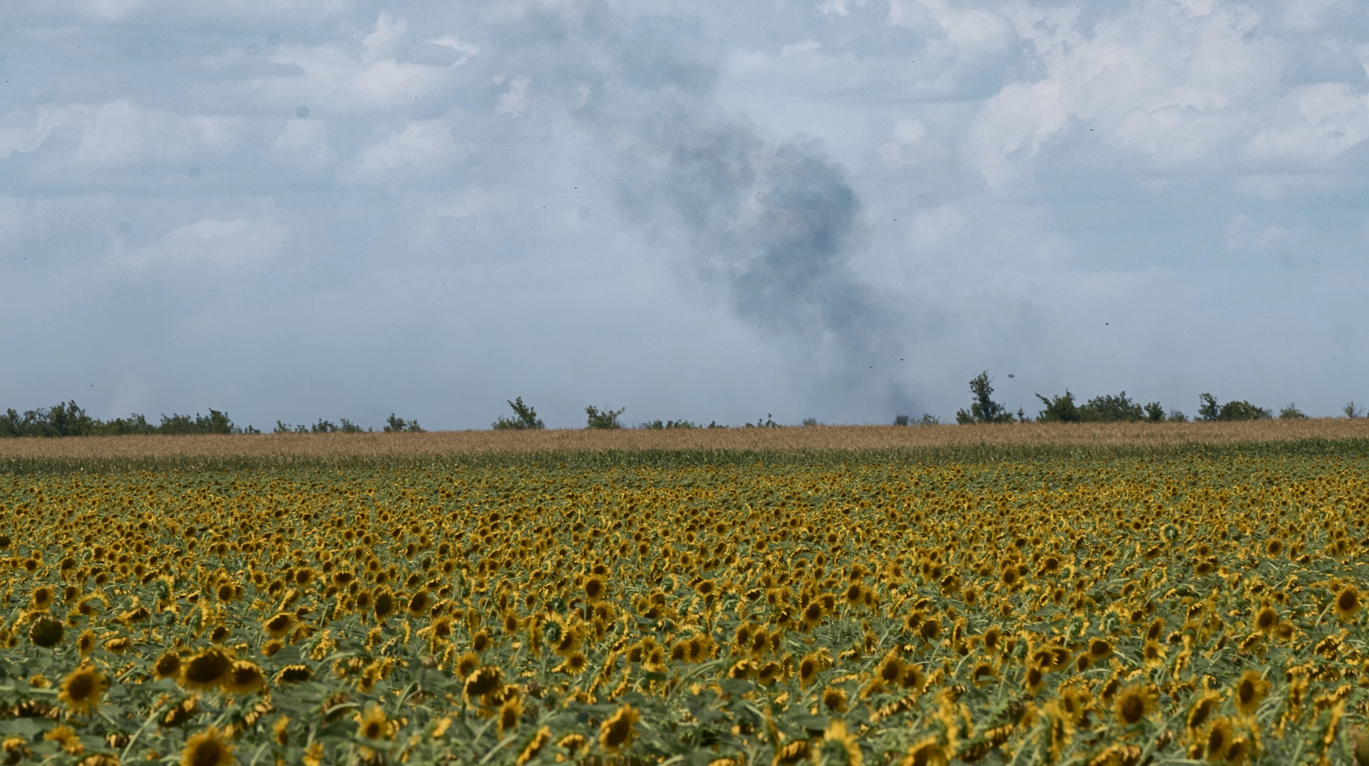 Агрофірма з Луганщини виграла суд у Росії на 310 мільйонів гривень