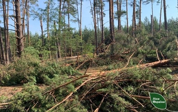 Бурелом завдав шкоди понад 400 гектарам лісу на Рівненщині та Волині