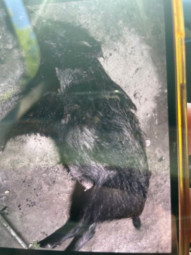 На Дрогобиччині затримано двох п’яних браконьєрів за полювання на свиноматку