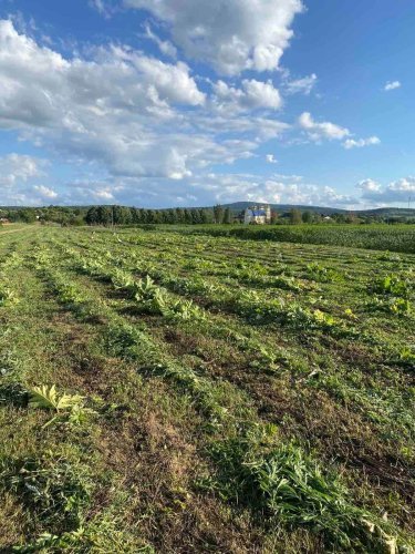 На Львівщині знищено понад 166 гектарів борщівника