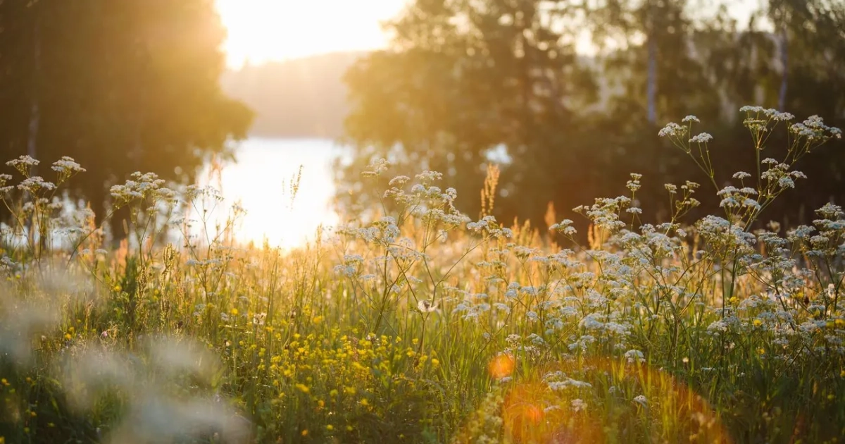 Після нічних опадів на Львівщині температура підніметься до +26°C