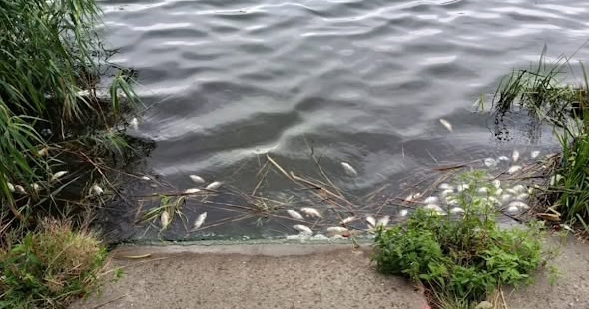У водоймі під Львовом виявлено понад сотню мертвих карасів