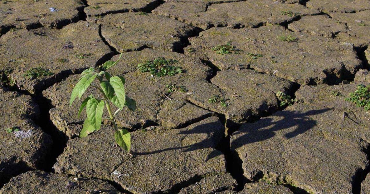 Рівень води в п’яти річках Львівщини досяг рекордно низьких показників через посушливу погоду