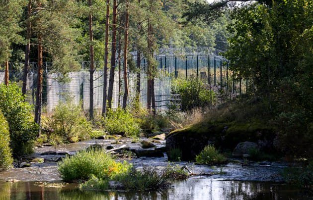 У Фінляндії ведмідь прорився до Росії через підкоп під парканом на кордоні