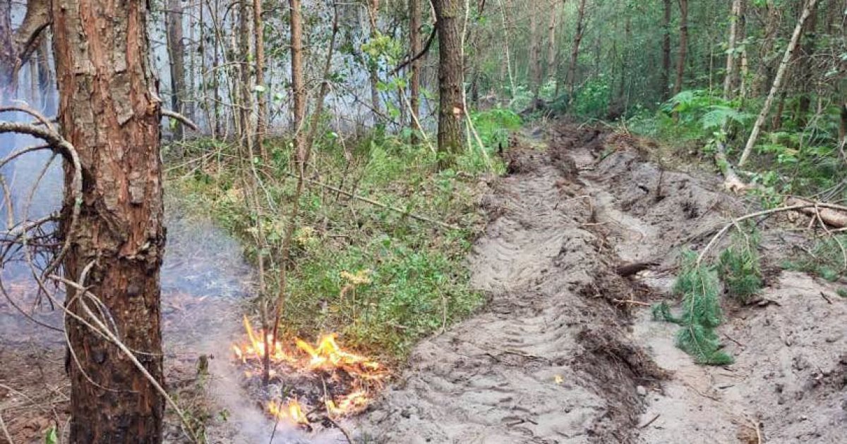 У Львівській області внаслідок пожежі постраждало близько 10 гектарів лісу