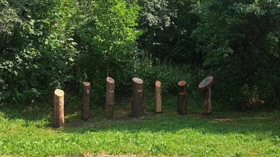 У Львові в парку "Знесіння" відкрито освітній простір для визначення віку дерев за річними кільцями