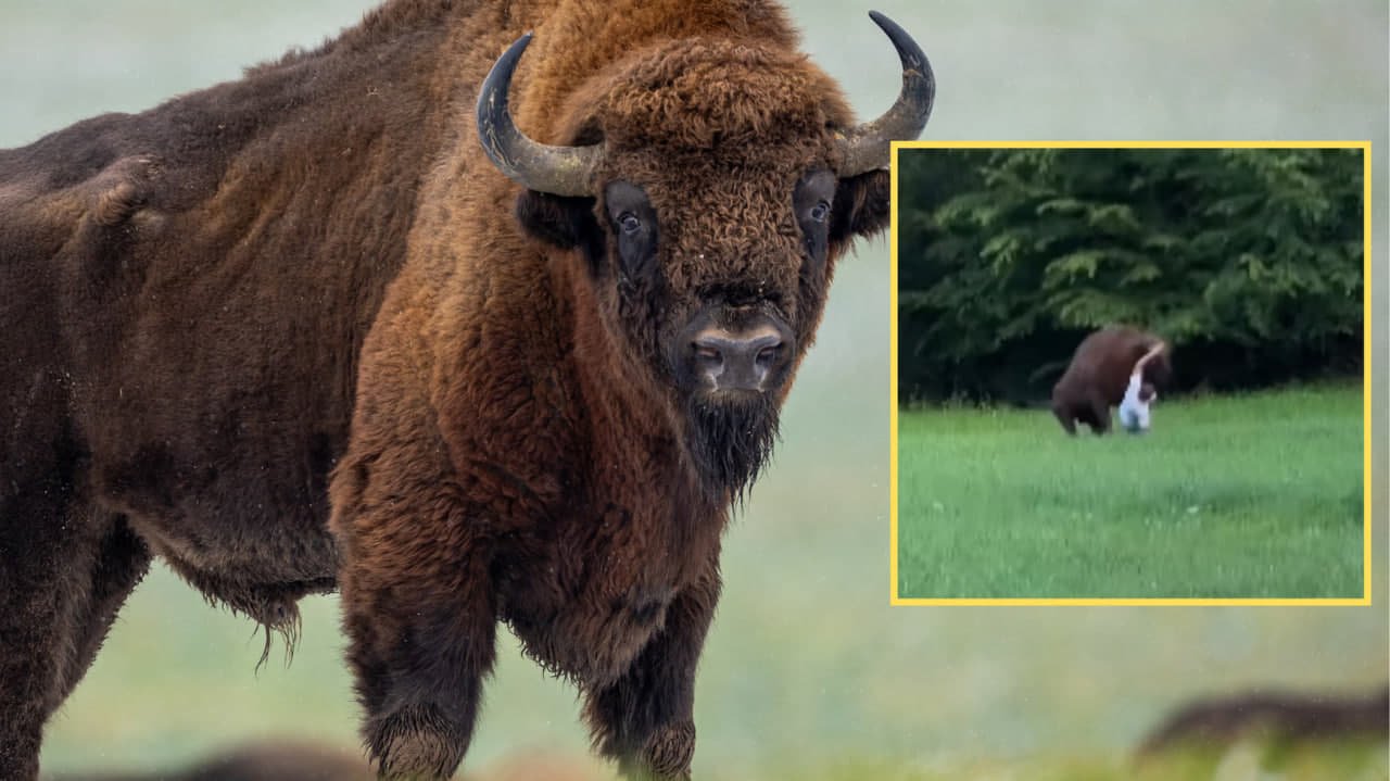 У Польщі чоловік постраждав внаслідок нападу зубра через близький контакт з твариною