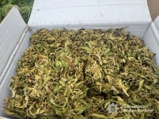 Поліція Львівщини вилучила 4 кг канабісу та елітні сорти коноплі в рамках акції "Джентльмени"