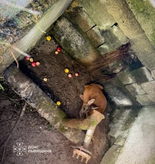 Рятувальники на Стрийщині звільнили козулю з глибокої ями газорозподільного пункту