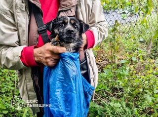 У Львівській області рятувальники звільнили собаку з п'ятиметрового колодязя