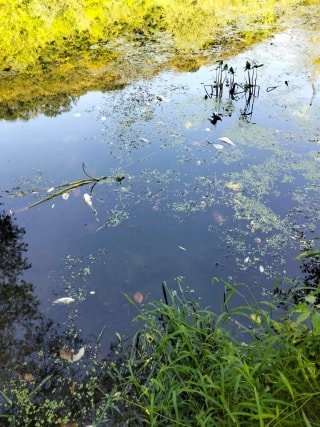 У річці Збруч на Тернопільщині виявлено масову загибель риби: місцевим мешканцям заборонено вилов водних мешканців