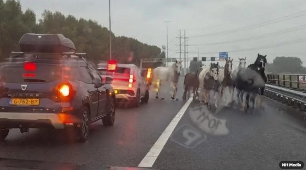 В Нідерландах стадо коней вийшло на жваву автомобільну трасу