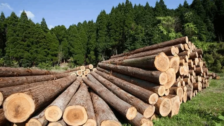 ДБР розслідує великі схеми незаконної лісозаготівлі