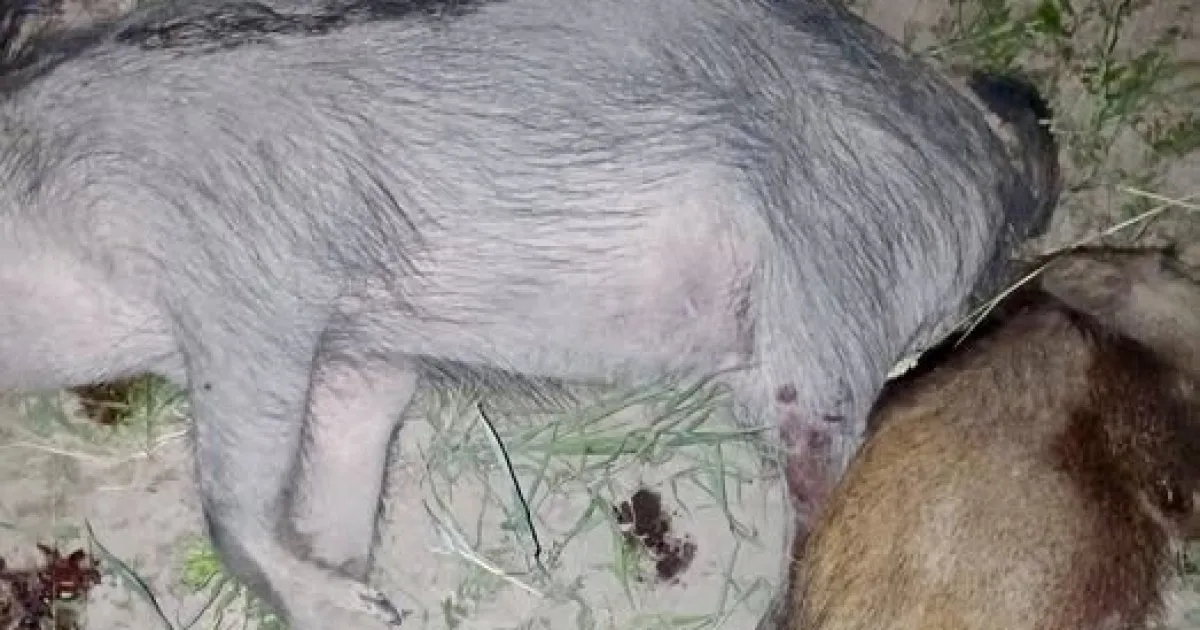 На Львівщині браконьєра покарали штрафом за полювання на двох самок кабана