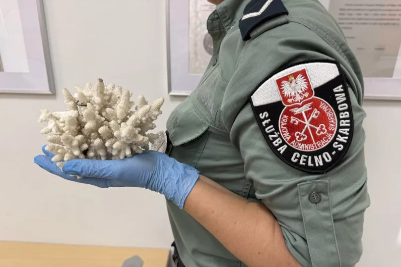 Польські митники затримали дві коралові прикраси у громадянки України на кордоні зі Львівщиною