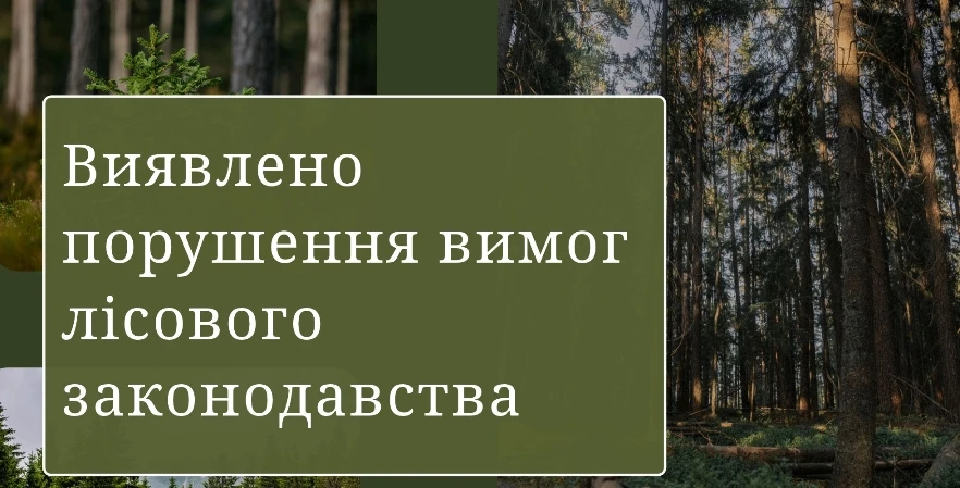Прокуратура розпочала розслідування завданих збитків лісам Дрогобиччини на суму 76,6 млн грн