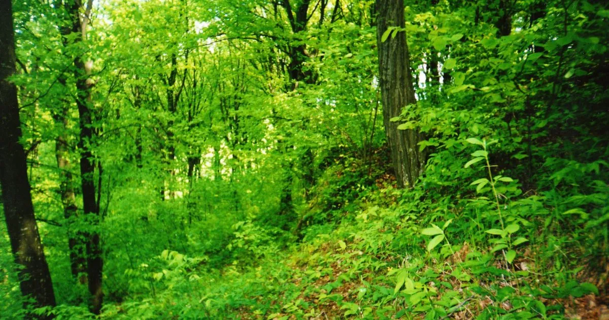 У Брюховичах розпочато розслідування передачі лісових земель для ведення особистого селянського господарства