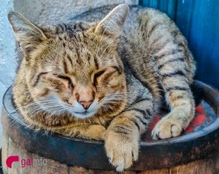 У Львові стартують жовтневі "Котодні": безкоштовна стерилізація котів від ЛКП "Лев"